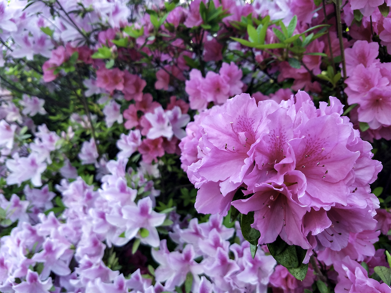 IMAGE: http://chuck-d.net/images/potn/Nature/20180410_181534-3.jpg