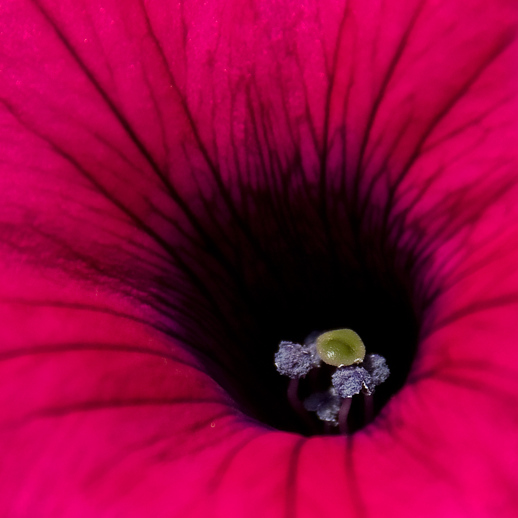 IMAGE: http://chuck-d.net/images/potn/Nature/StadlerNursery/Black%20Hole.jpg