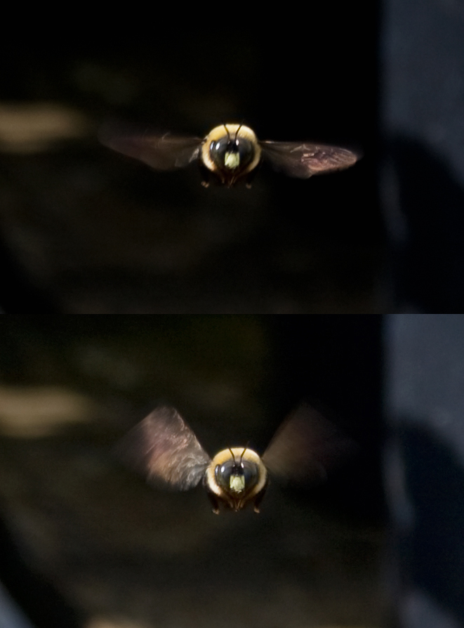 IMAGE: http://chuck-d.net/images/potn/Nature/StadlerNursery/Dubble%20Bumble.jpg