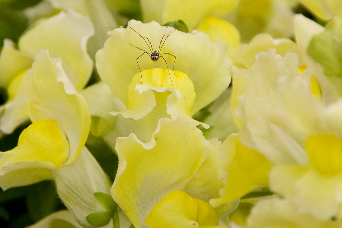 IMAGE: http://chuck-d.net/images/potn/Nature/StadlerNursery/Spider%20copy.jpg