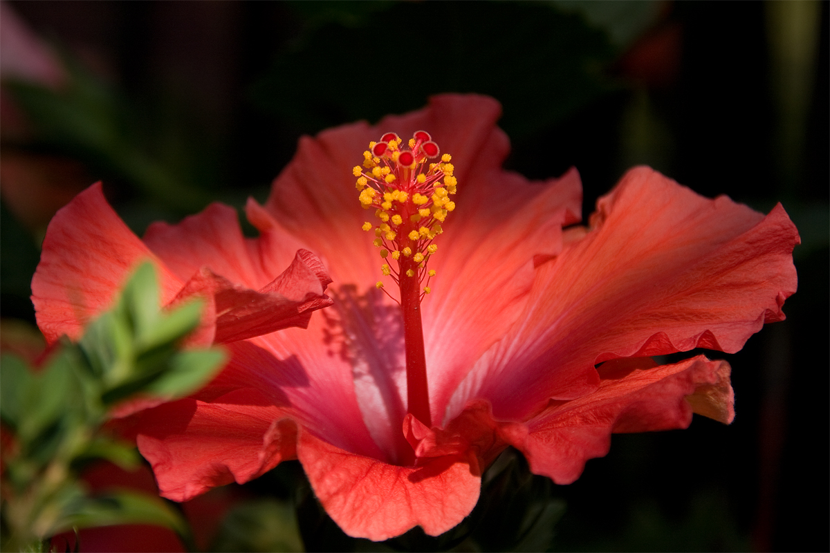 IMAGE: http://chuck-d.net/images/potn/Nature/StadlerNursery/Stigma.jpg