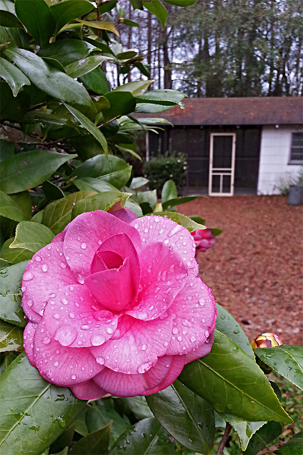 IMAGE: http://chuck-d.net/images/potn/Nature/Statesboro/Morning%20Do.jpg