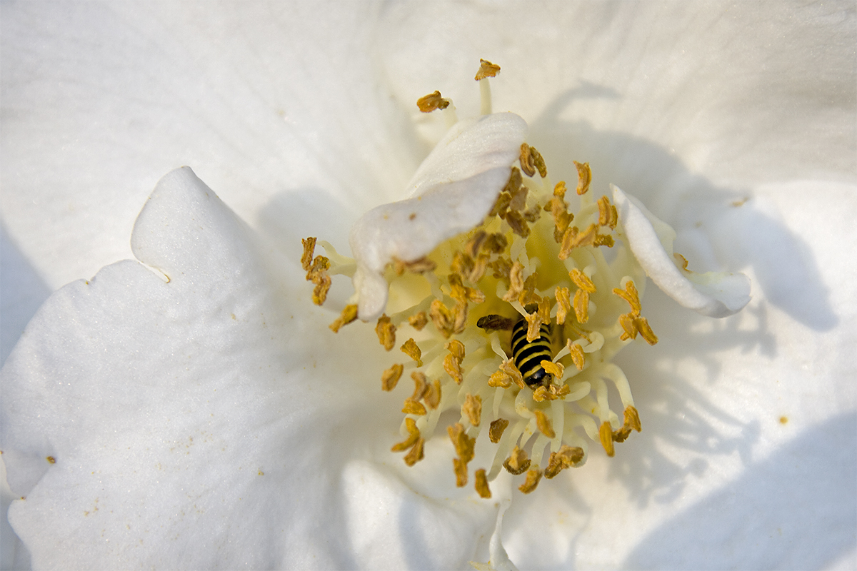 IMAGE: http://chuck-d.net/images/potn/Nature/Statesboro/White%20Rose%20Coffin.jpg