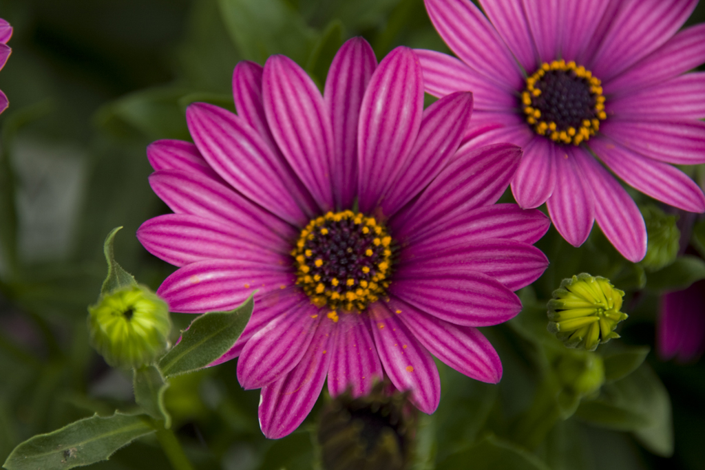 IMAGE: http://chuck-d.net/potn/Nursery/Pollen.jpg